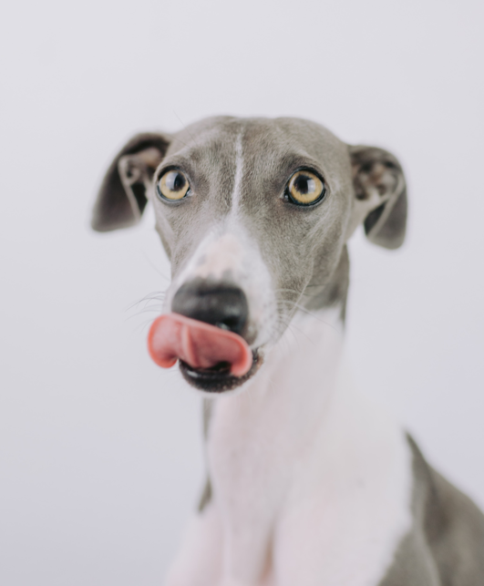 Delicious Homemade Dog Treats