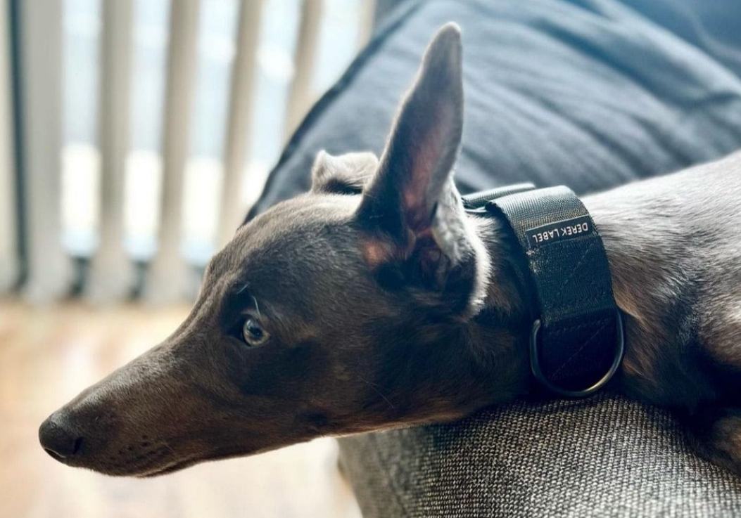 Dog wearing a black Martingale dog collar