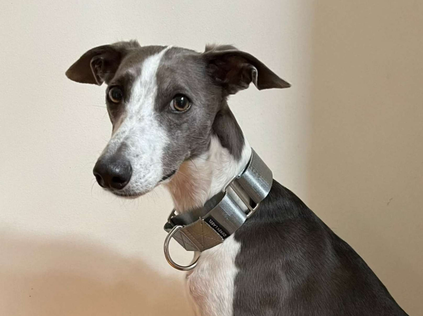 Whippet wearing a grey Martingale dog collar