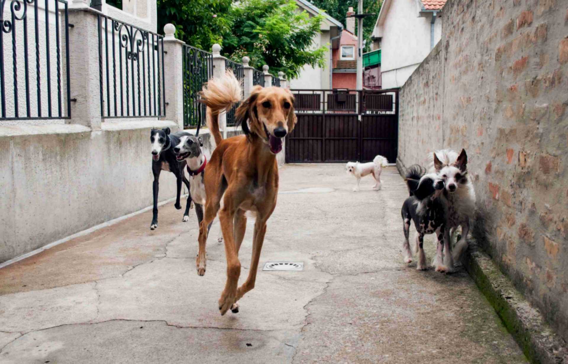 Dogs running down street wearing Martingale collars