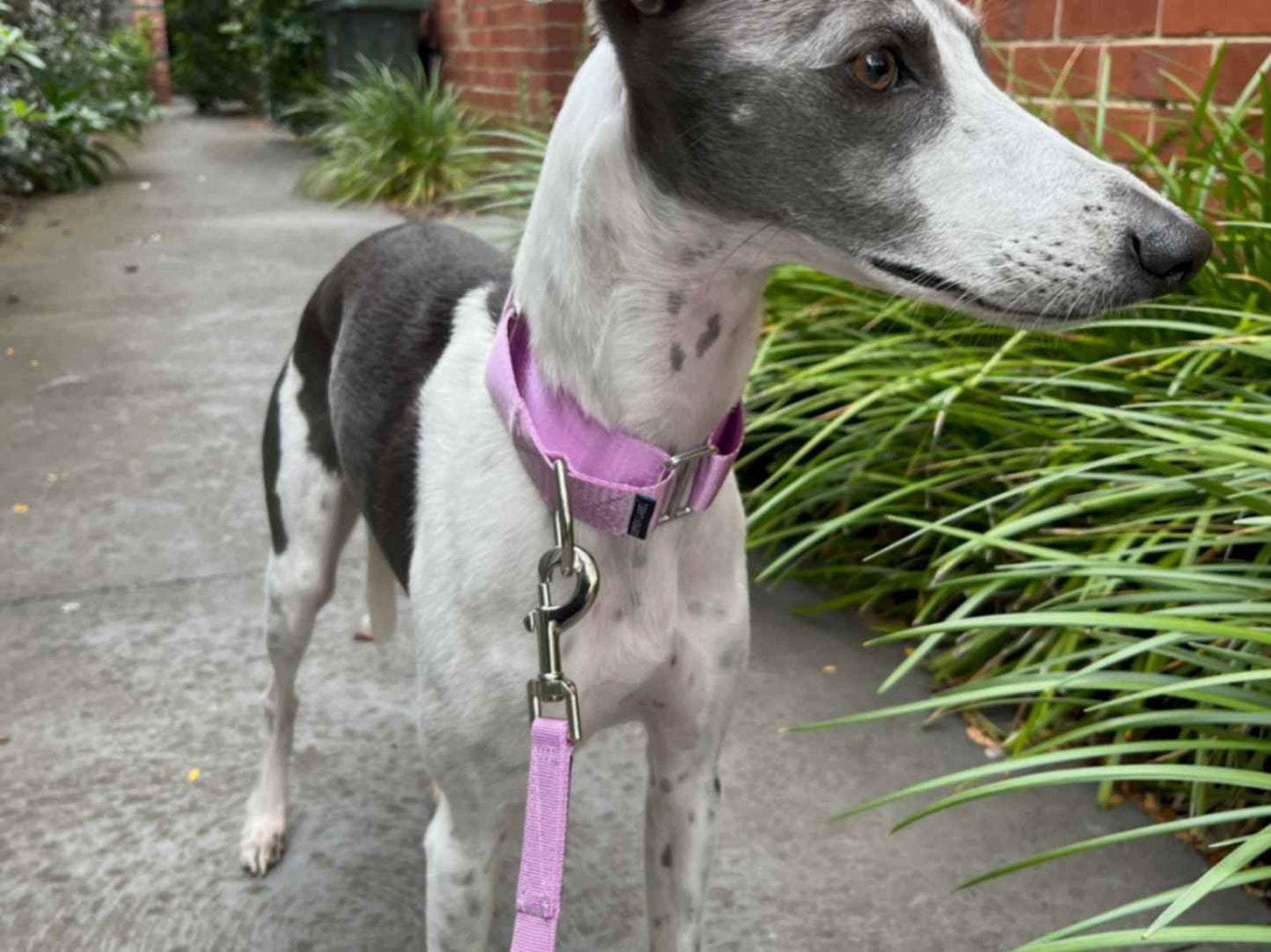 Greyhound wearing a purple Martingale dog collar and matching purple leash
