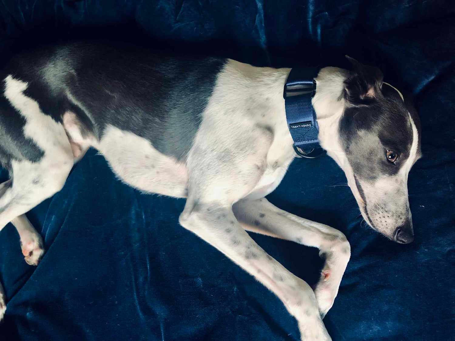 Greyhound wearing a navy Martingale dog collar