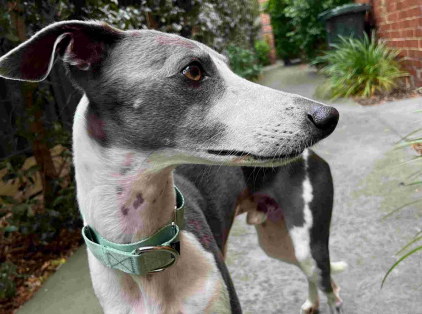 Greyhound wearing light green Martingale dog collar
