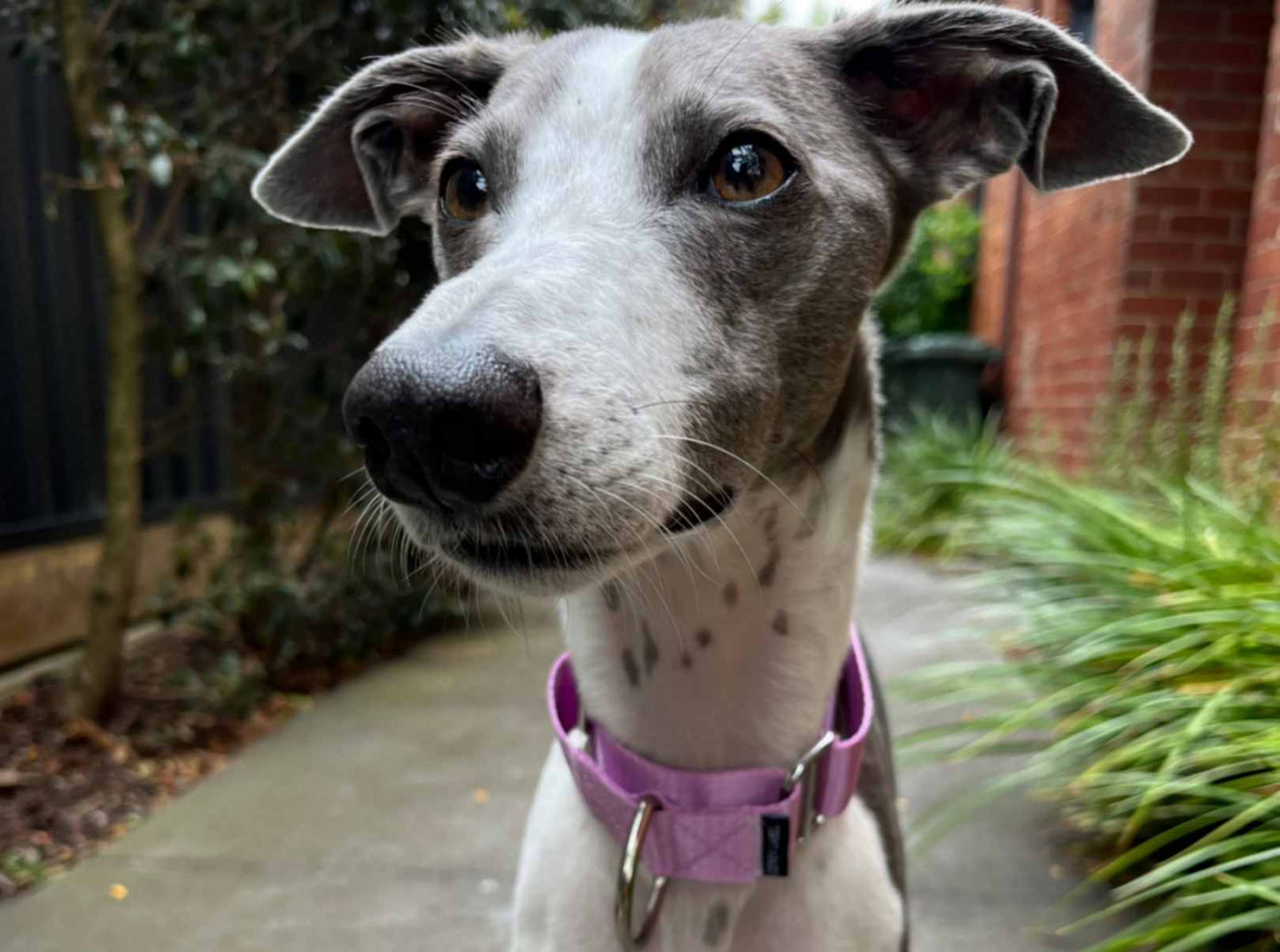 Greyhound wearing a purple Martingale dog collar