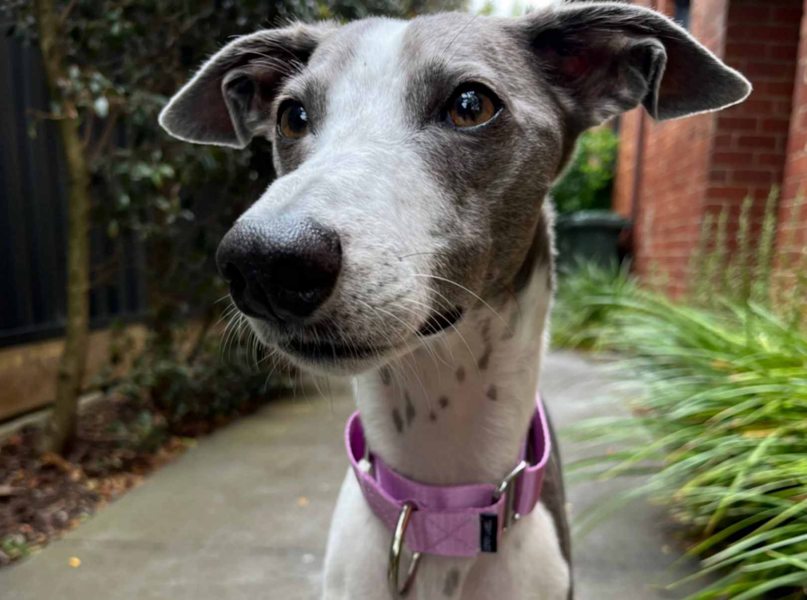 Greyhound wearing a purple Martingale dog collar