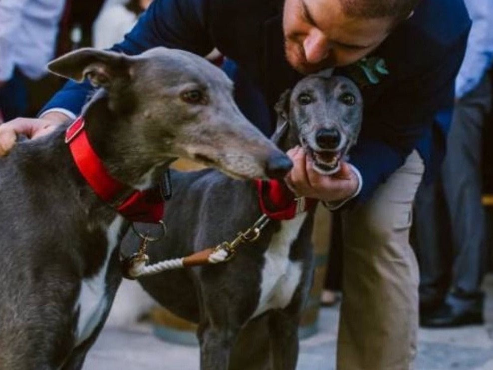 Greyhounds wearing matching red Martingale dog collars