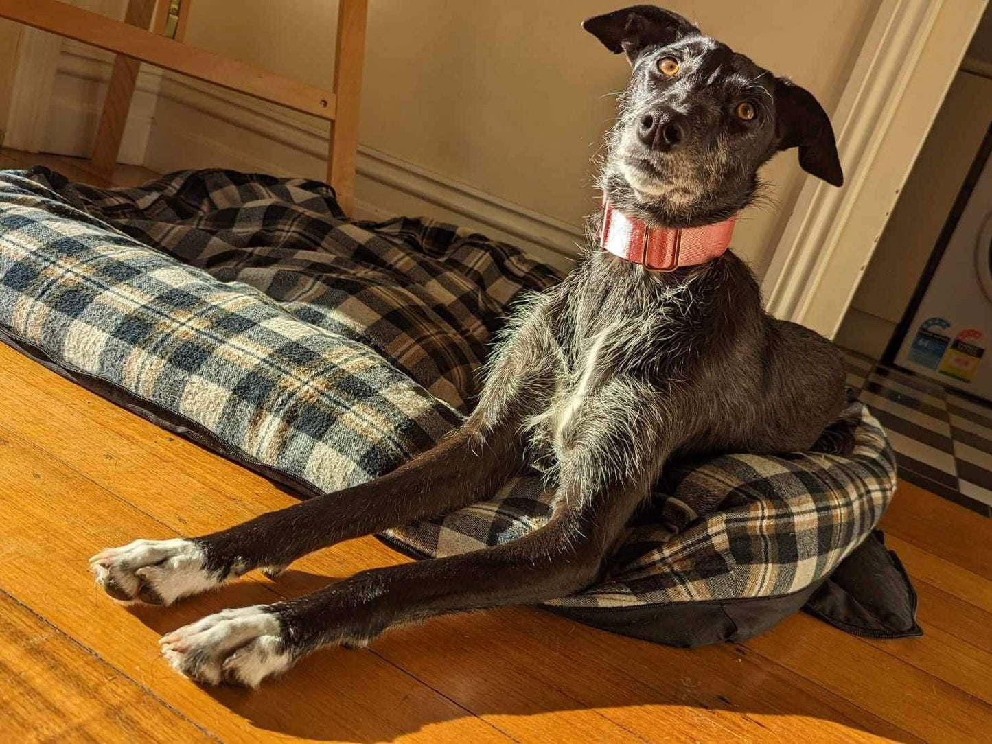 scruffy hound wearing pink collar