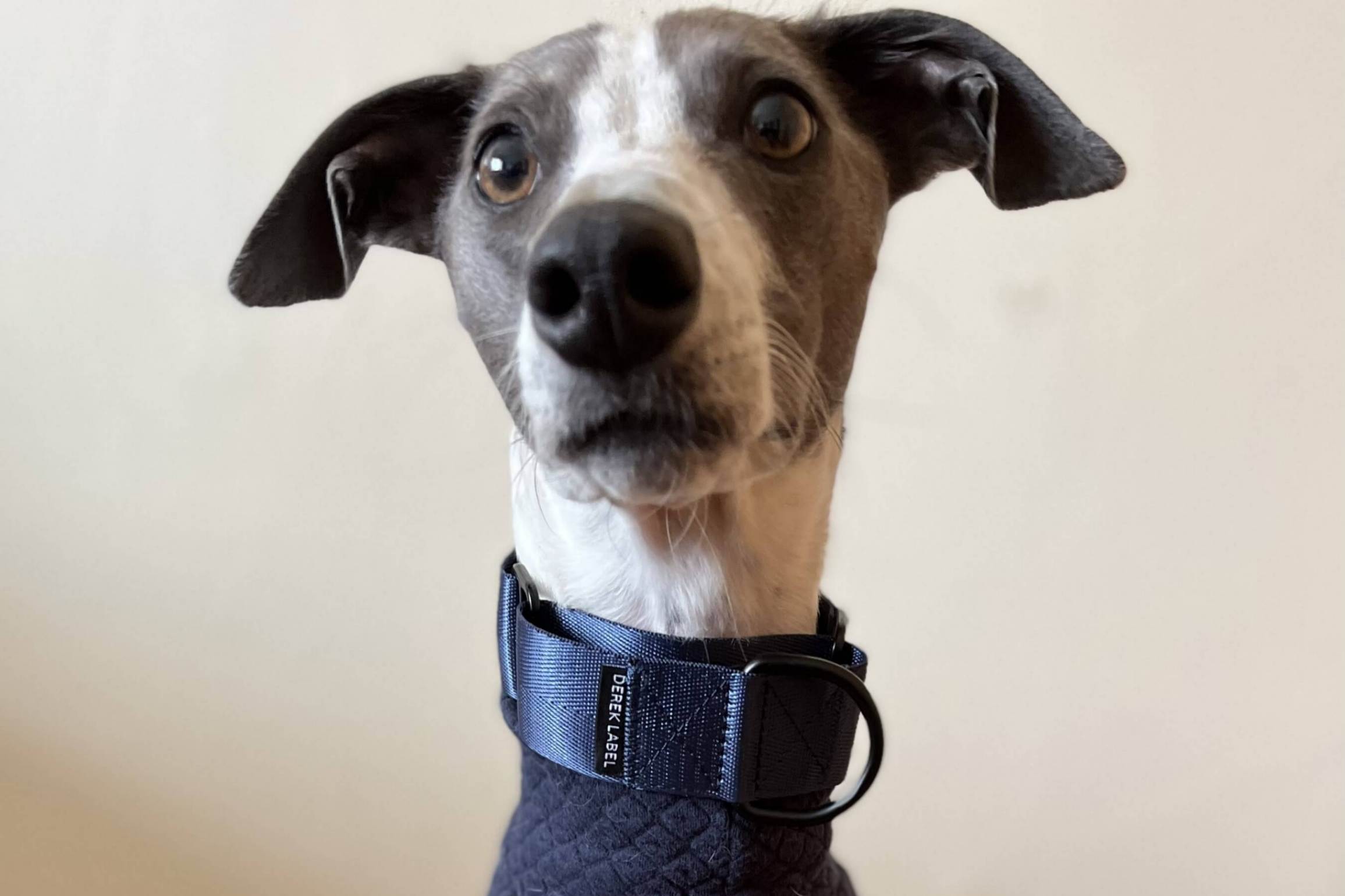 Whippet wearing navy martingale collar