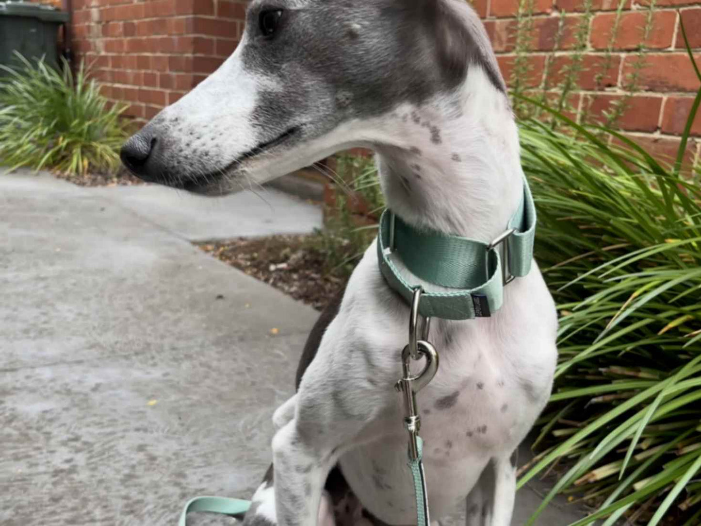 Whippet wearing a light green Martingale collar and matching green leash
