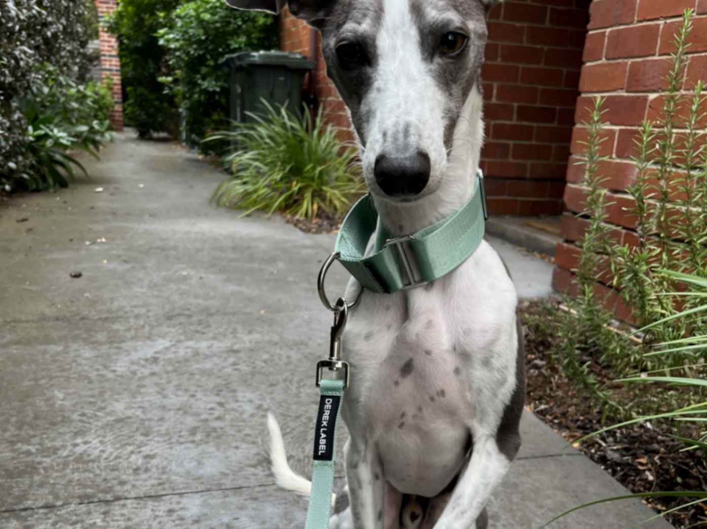 Whippet wearing a light green Martingale dog collar and leash