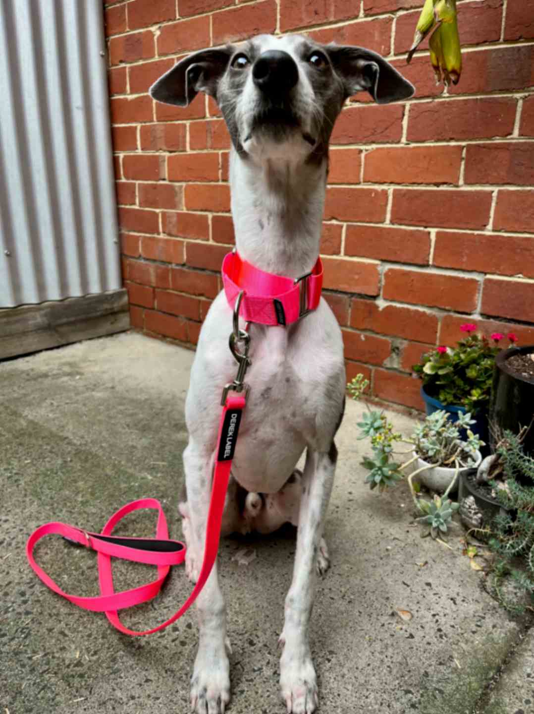 Whippet wearing a pink Martingale dog collar and matching pink leash