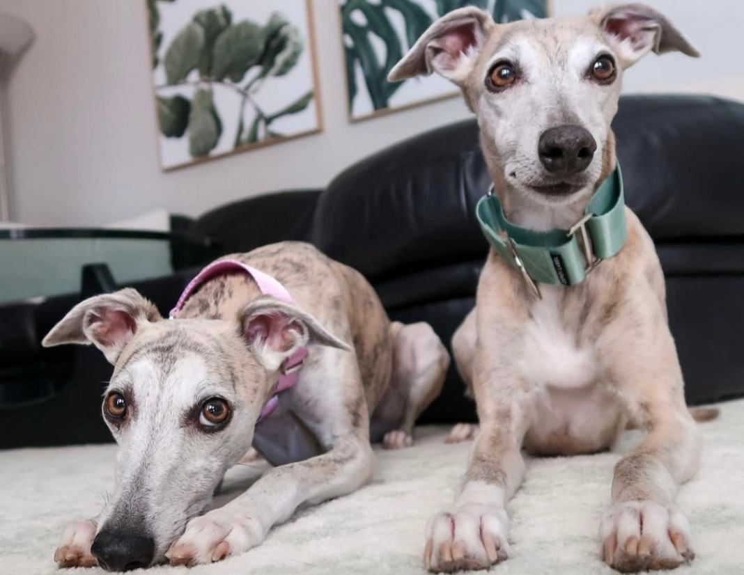 Whippets wearing pink and green Martingale dog collars