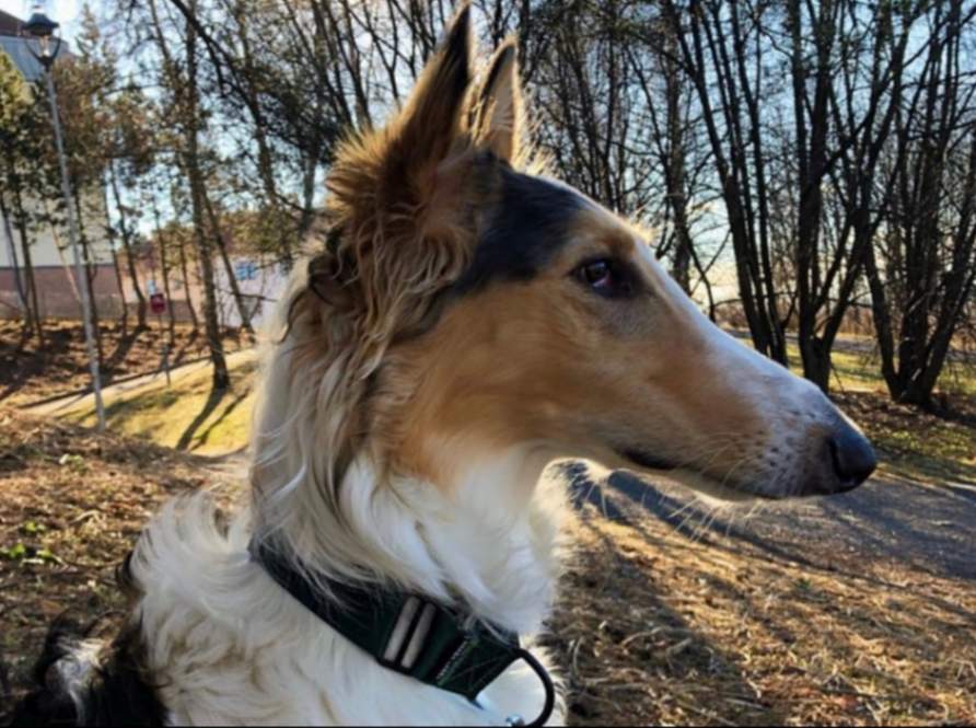 Borzoi wearing green Martingale dog collar