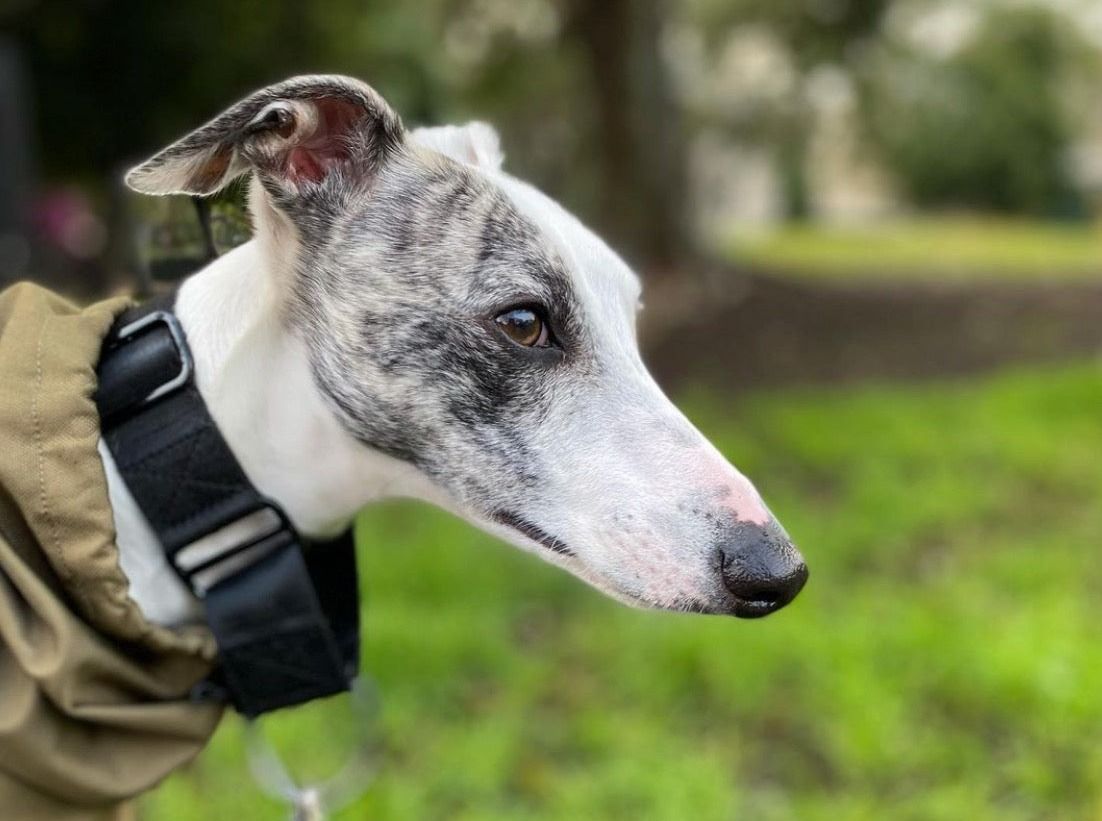 Greyhound wearing a black dog collar