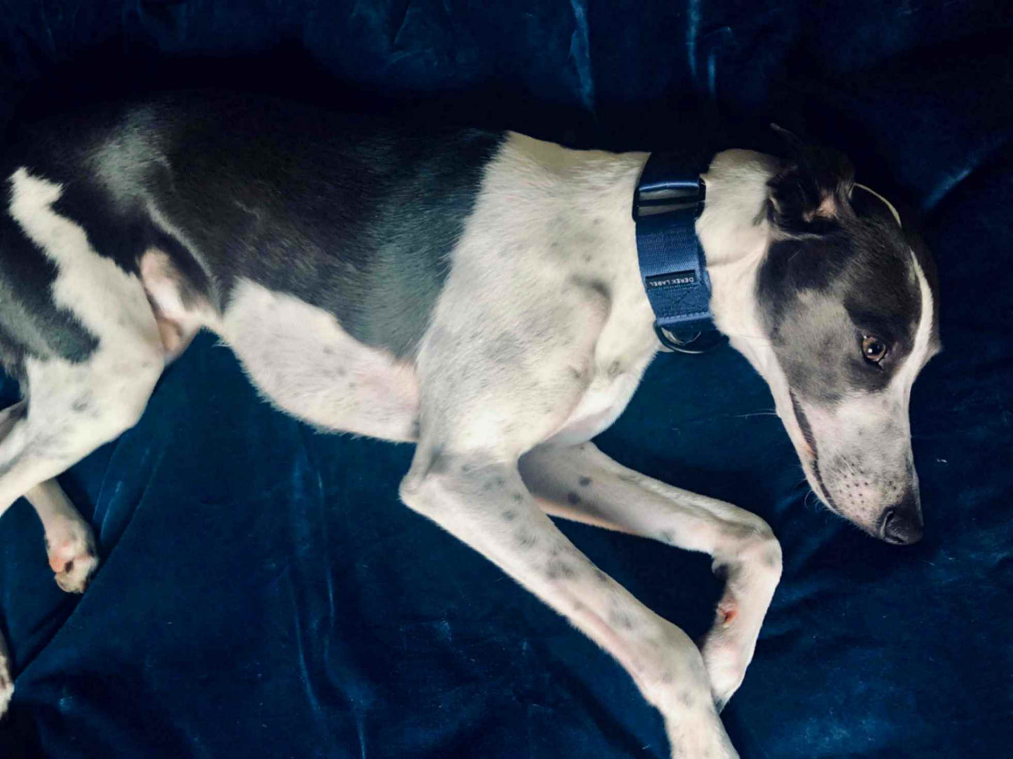 Whippet wearing a blue Martingale dog collar