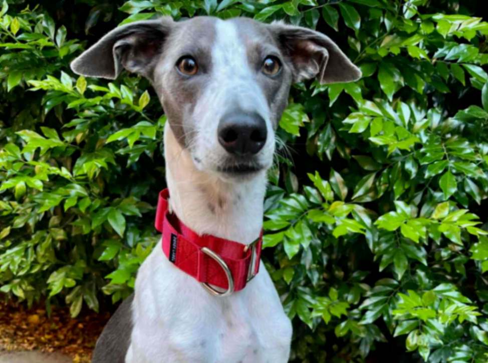 Greyhound wearing a red dog collar