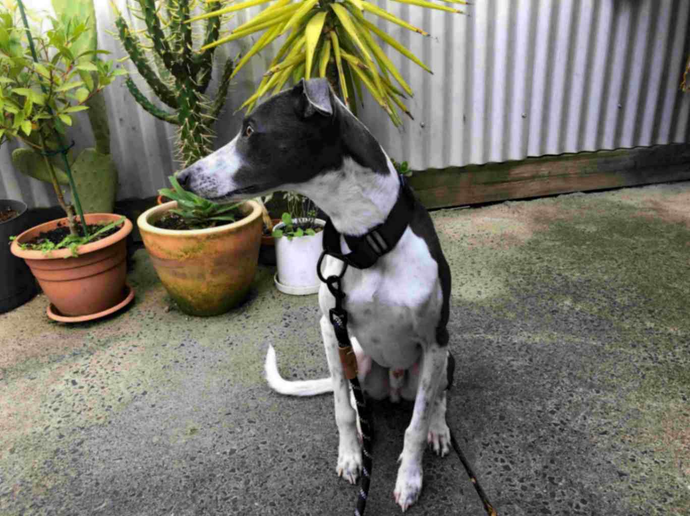 Greyhound wearing a black Martingale dog collar and reflective leash