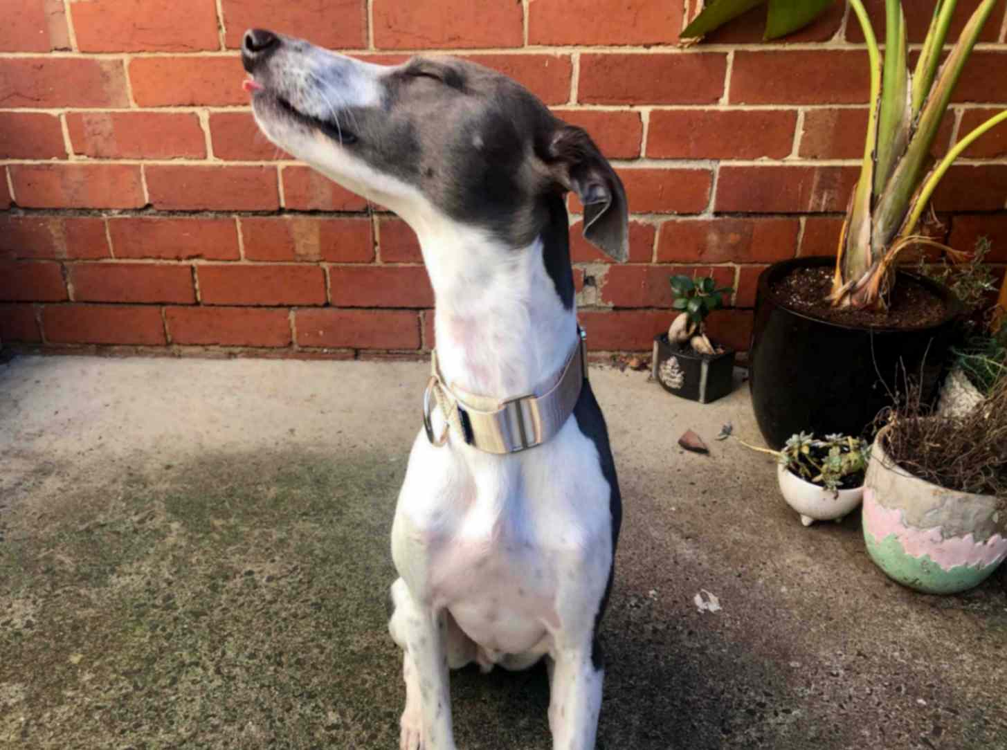Greyhound wearing a champagne Martingale dog collar