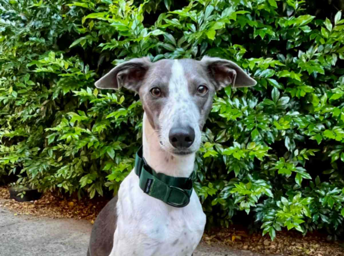 Greyhound wearing a dark green Martingale dog collar