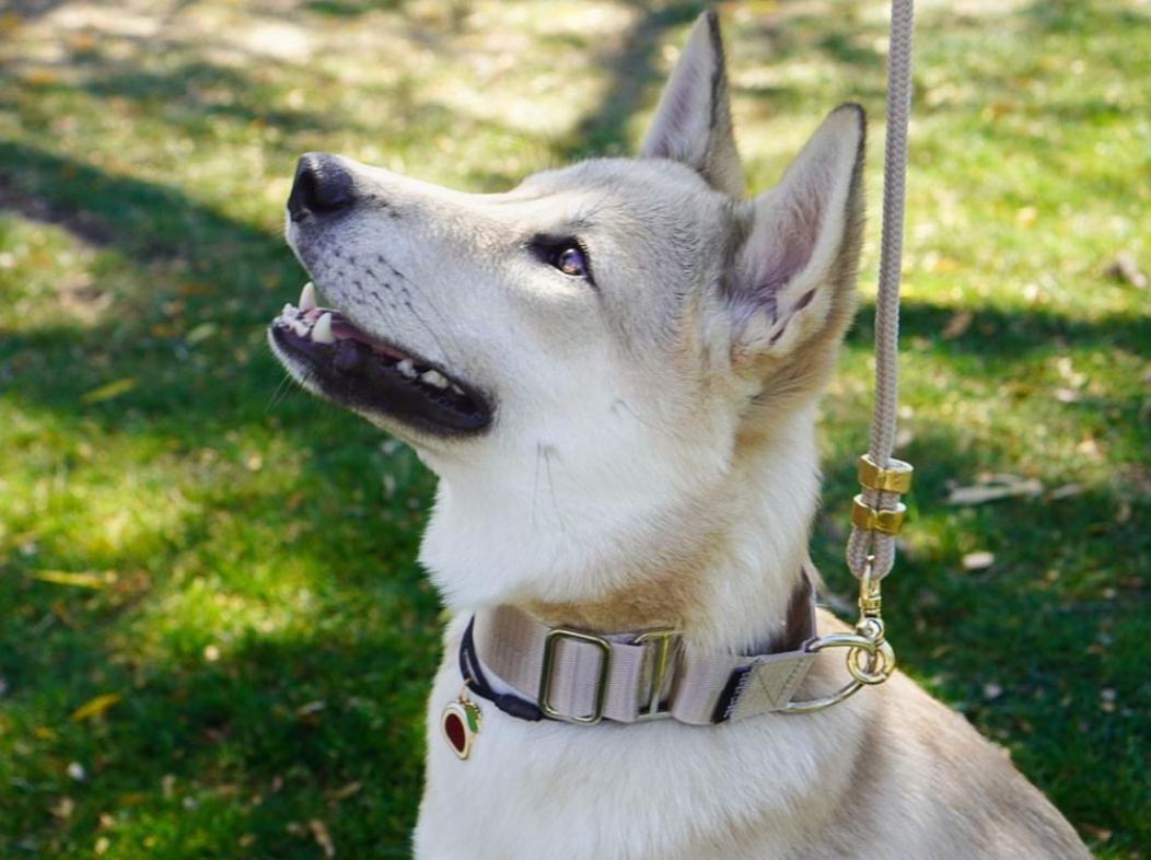 Husky wearing a champagne Martingale dog collar