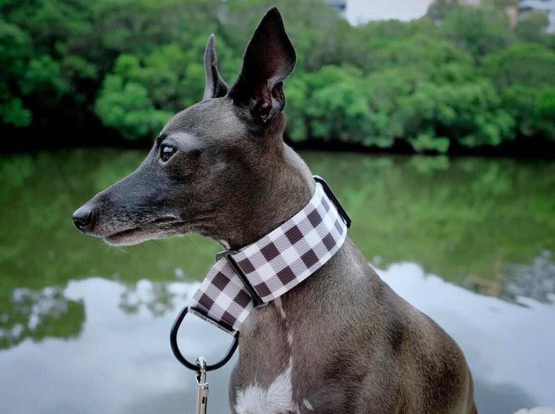 Italian Greyhound wearing black and white gingham Martingale dog collar