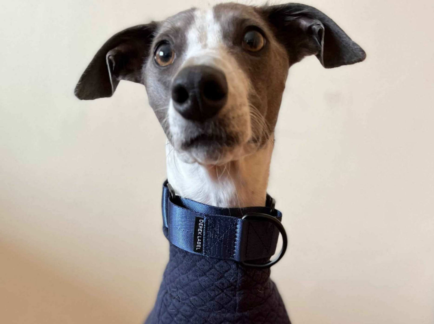 Whippet wearing a blue Martingale dog collar