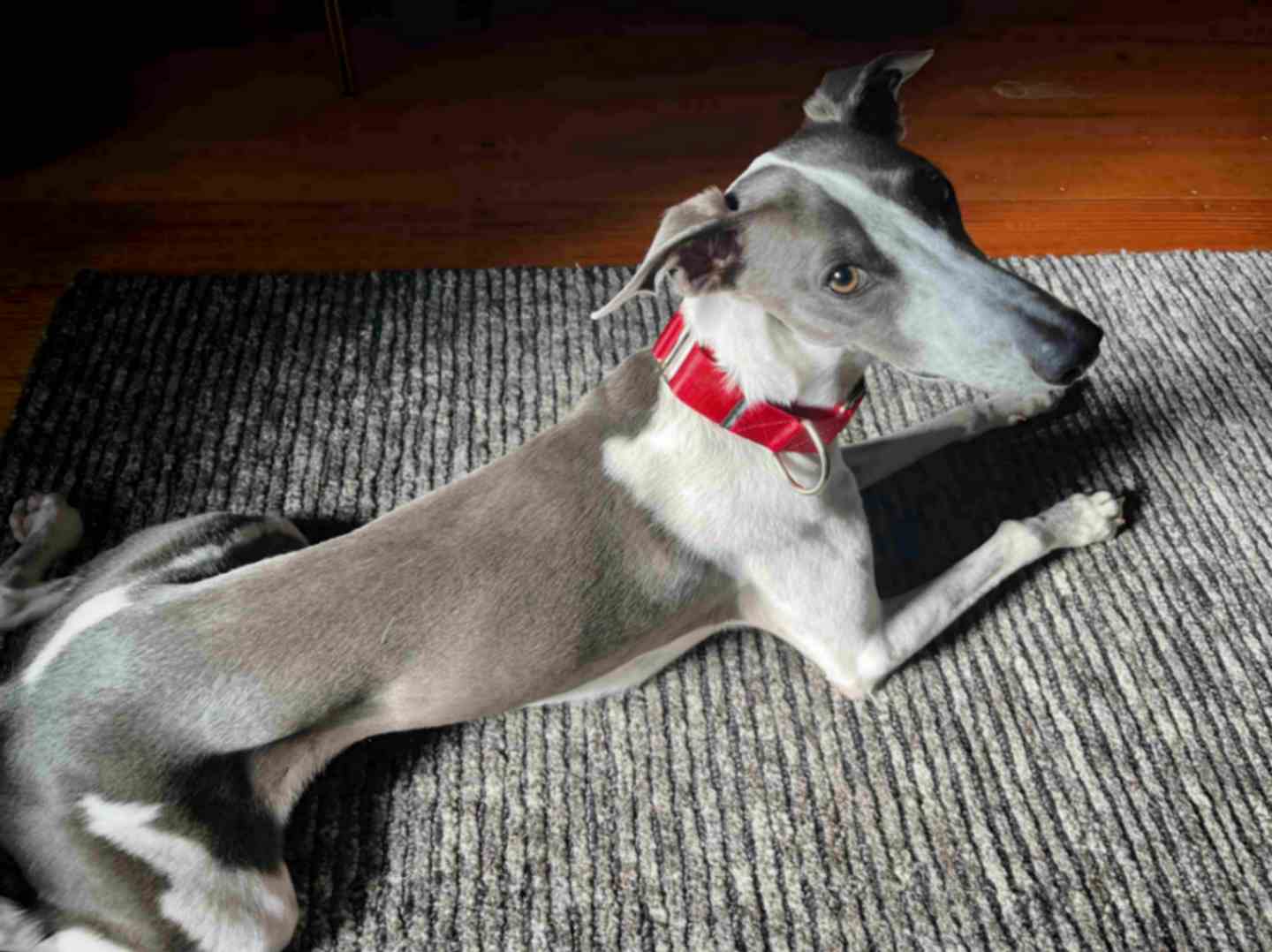 Whippet wearing a red Martingale dog collar