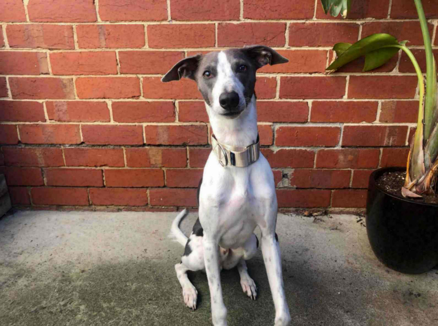 Whippet wearing a champagne Martingale dog collar