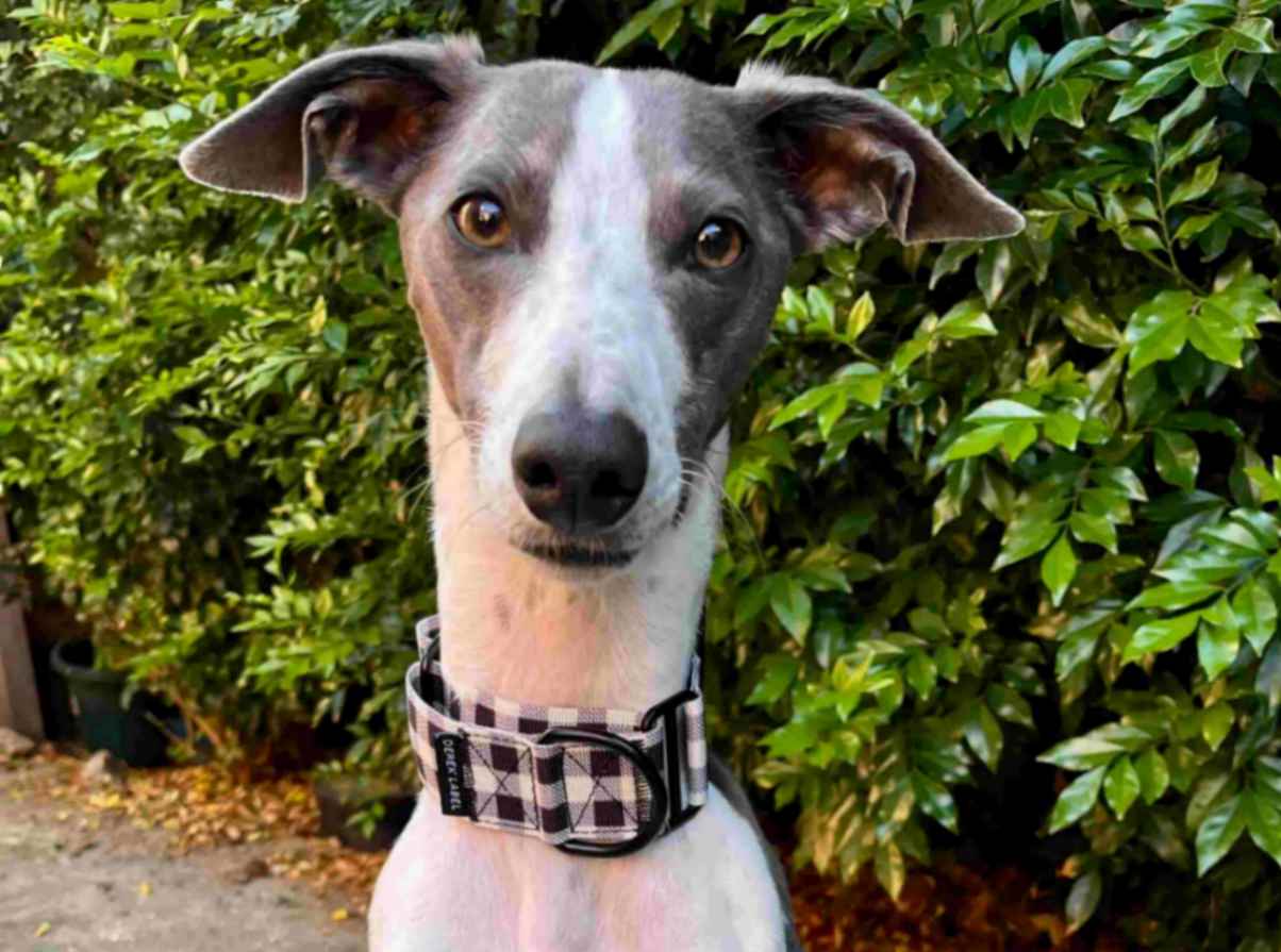Whippet wearing black and white gingham Martingale dog collar