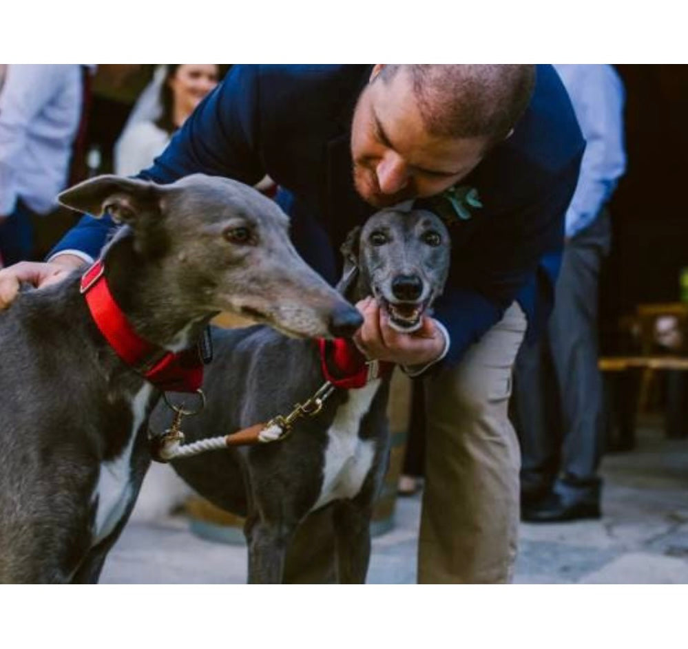 First Time Greyhound Owners