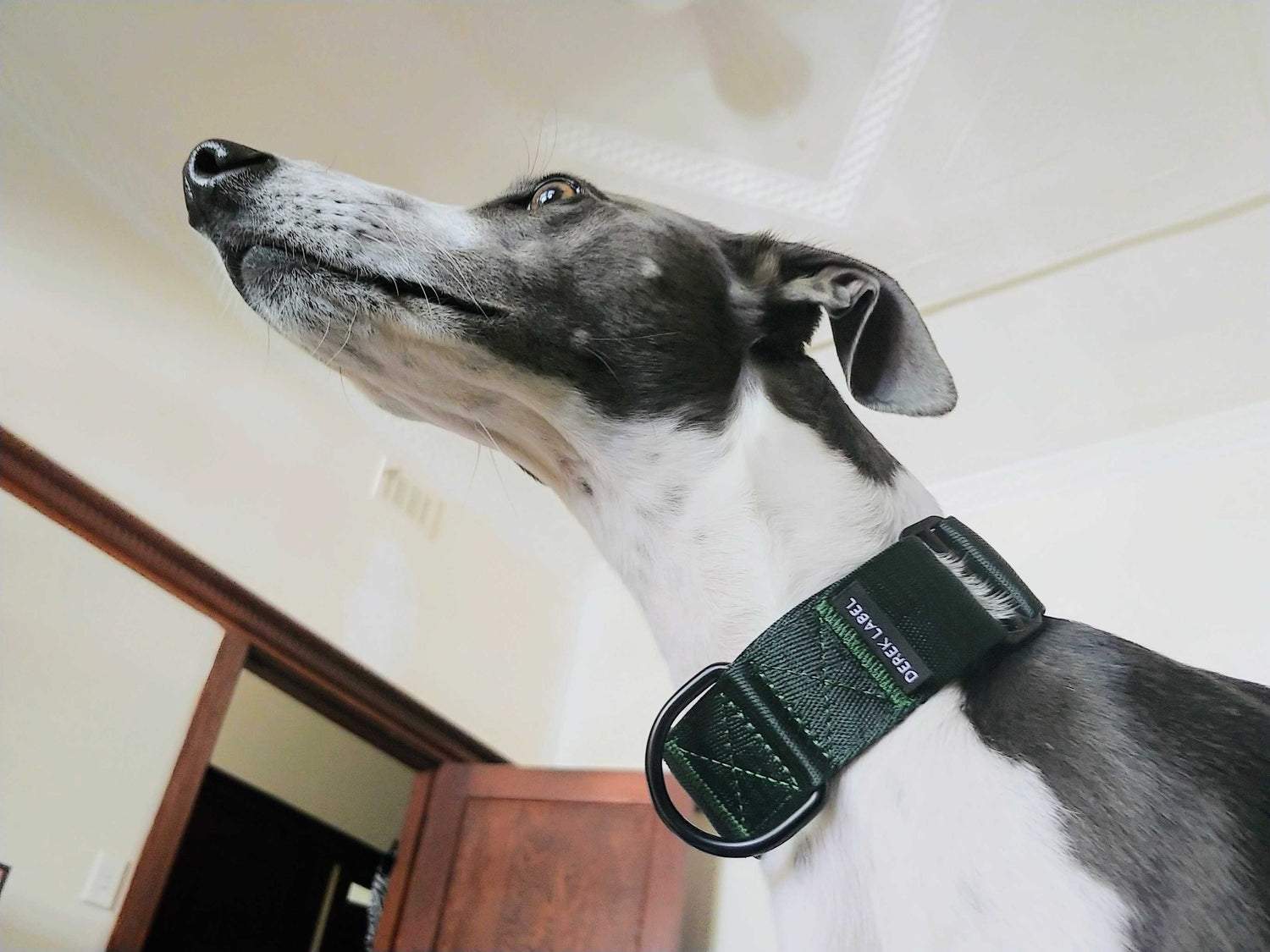 What is a Martingale Collar? The best collar for your Greyhound