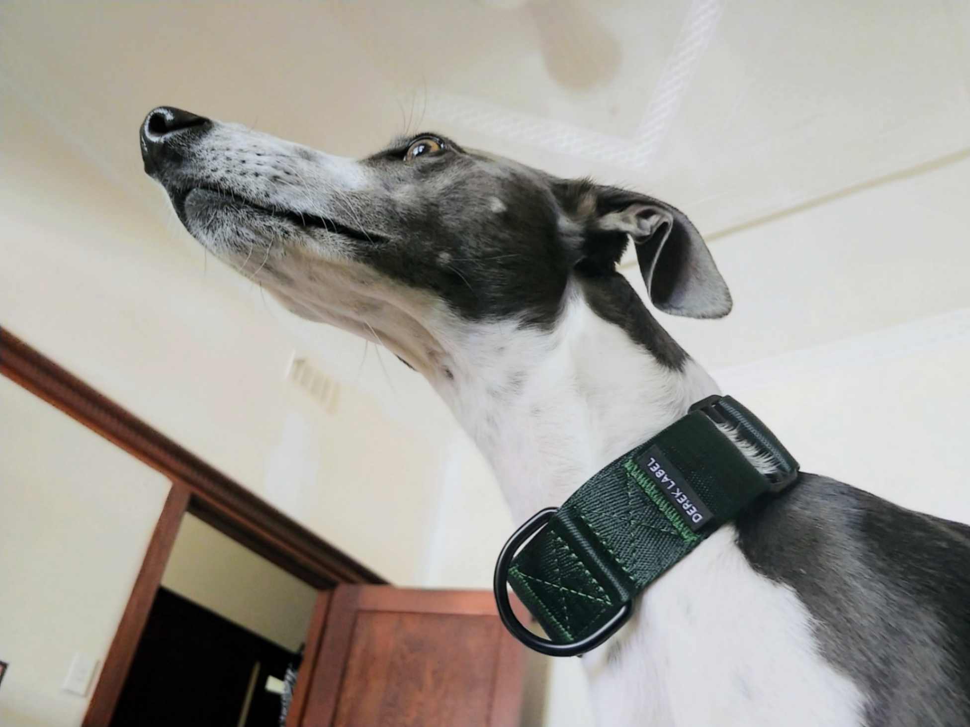 Martingale collar whippet best sale