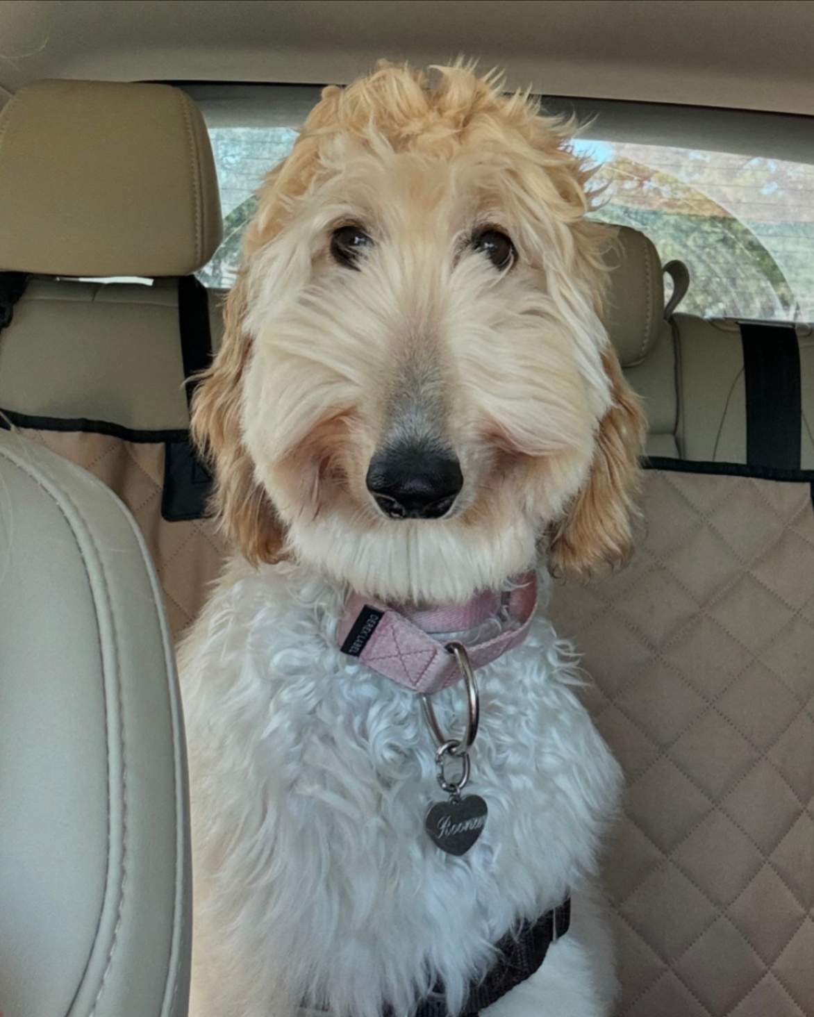 golden dog wearing pink collar