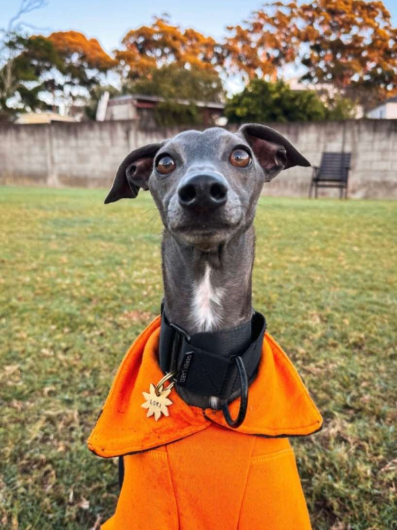 italian greyhound wearing black collar
