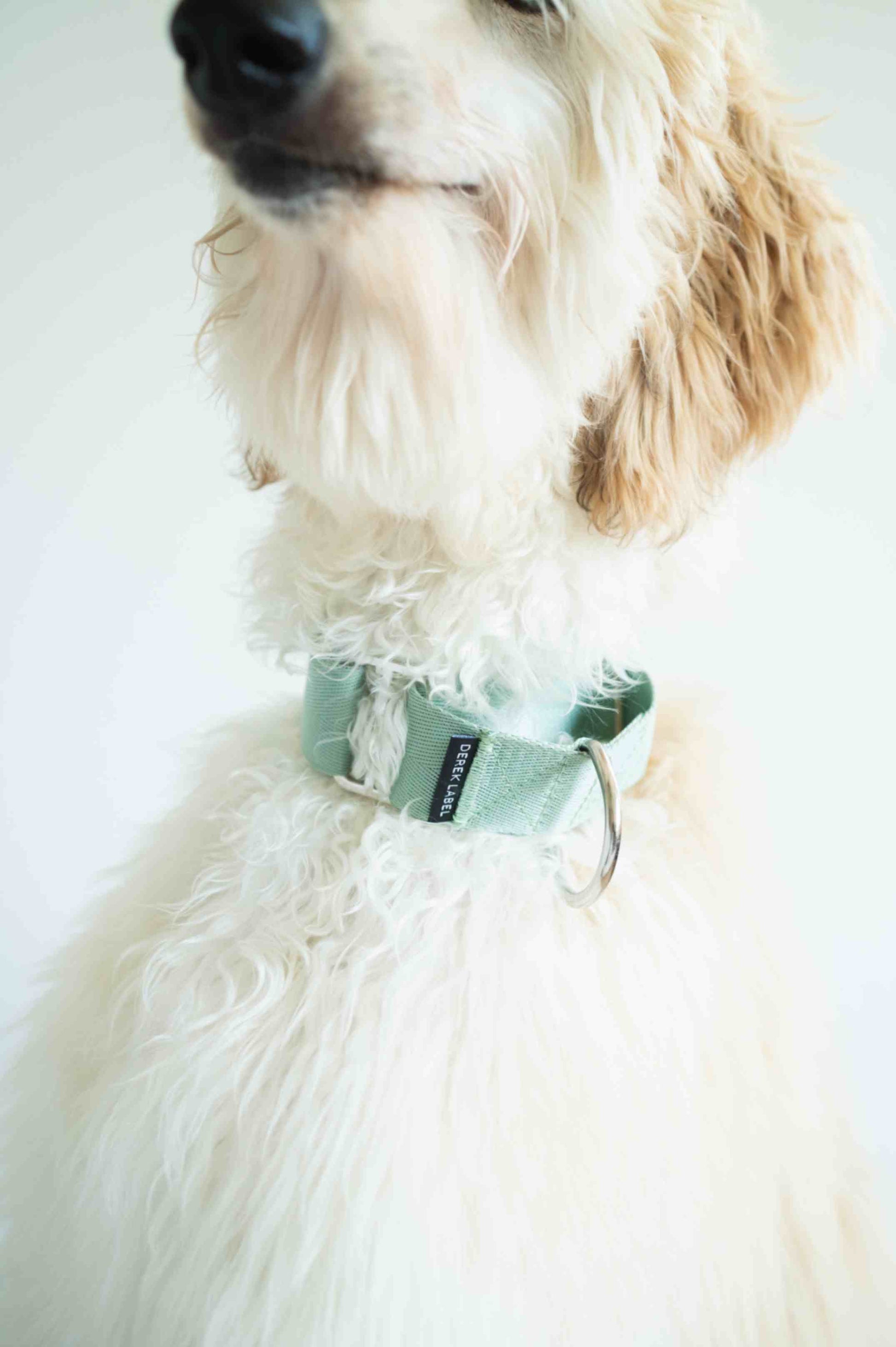 dog wearing green collar