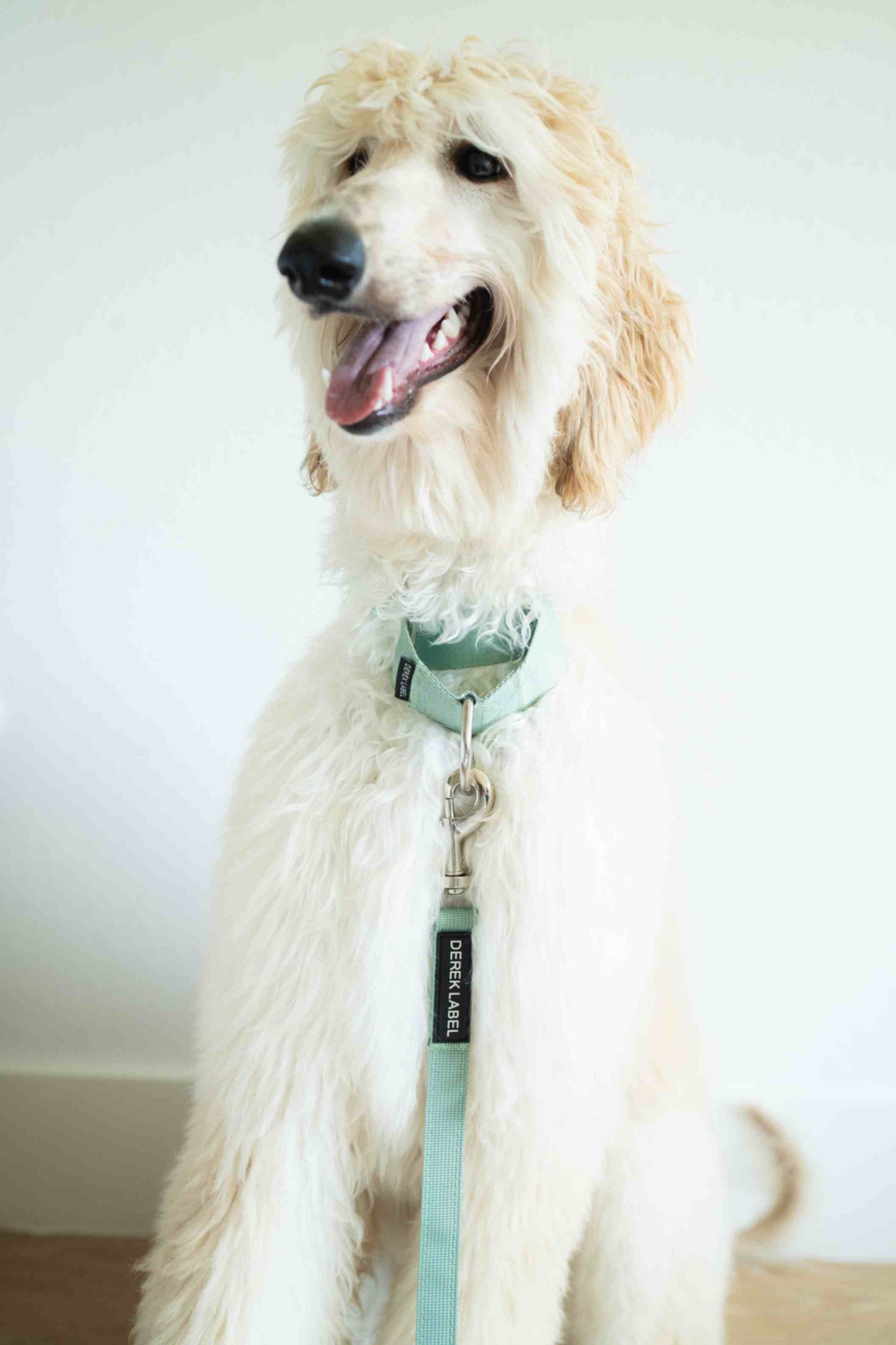 Afghan hound wearing light green collar and leash