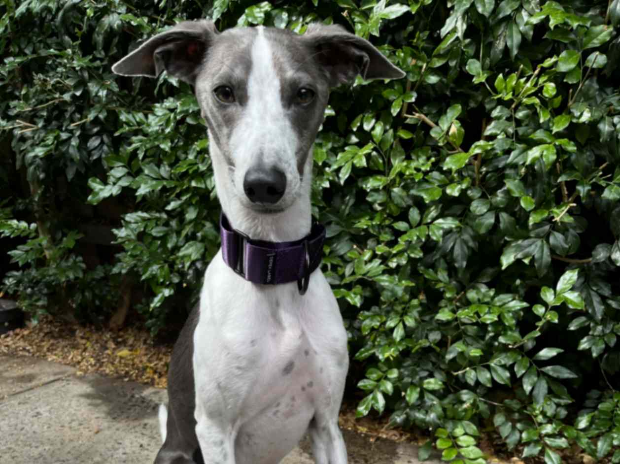Whippet wearing a purple Martingale dog collar