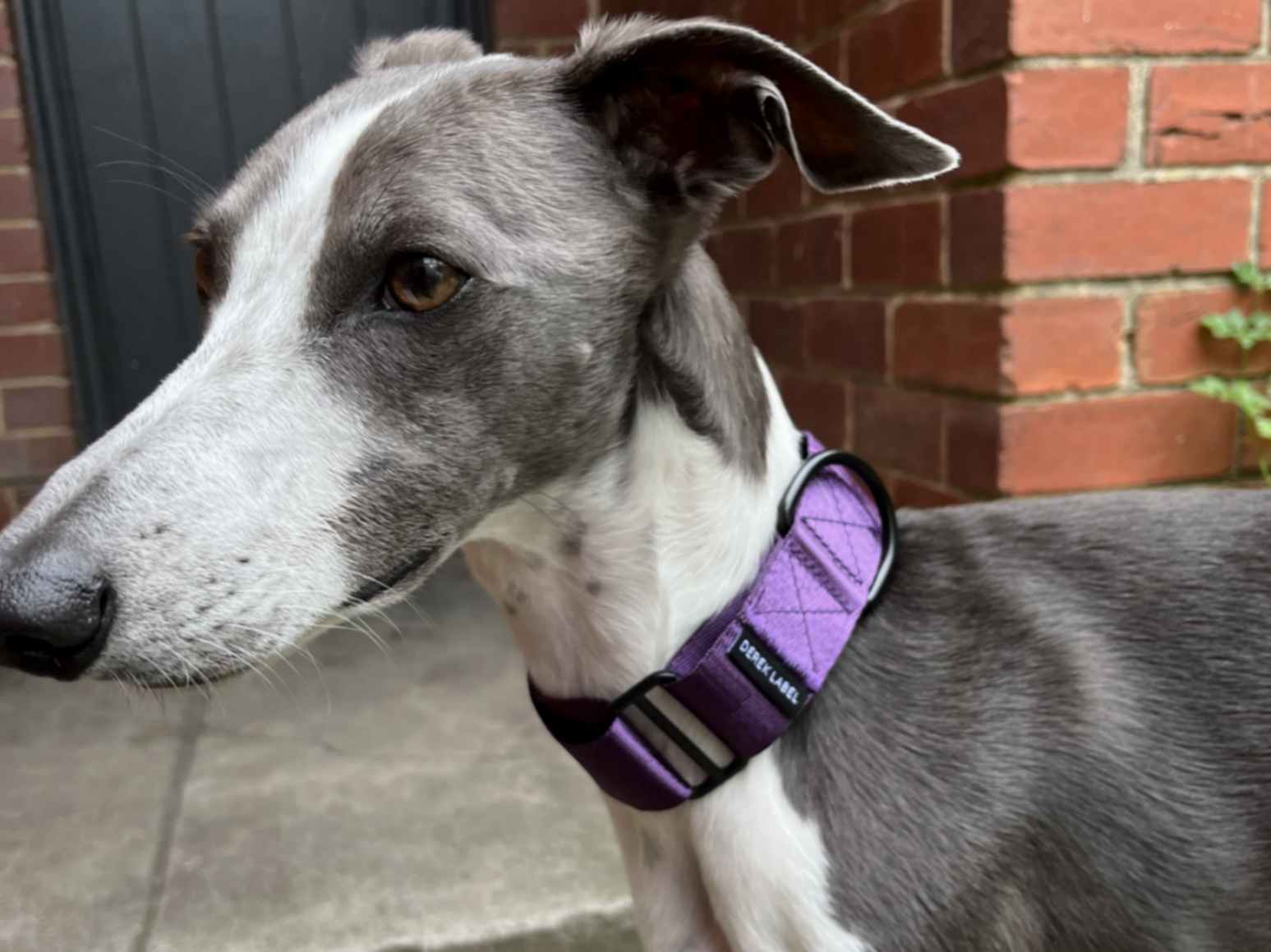 Greyhound wearing a purple Martingale dog collar