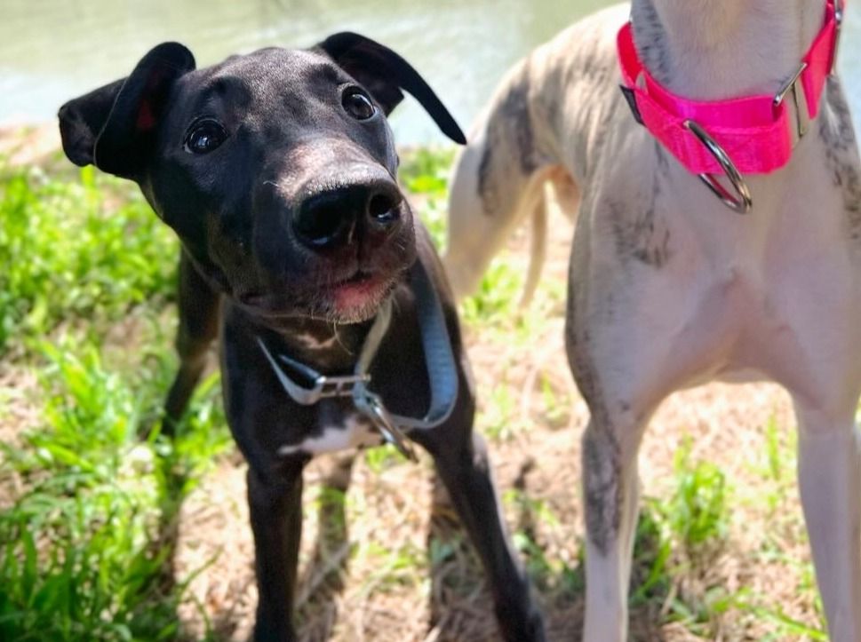 Silver Grey Martingale Collar for Whippets and Greyhounds